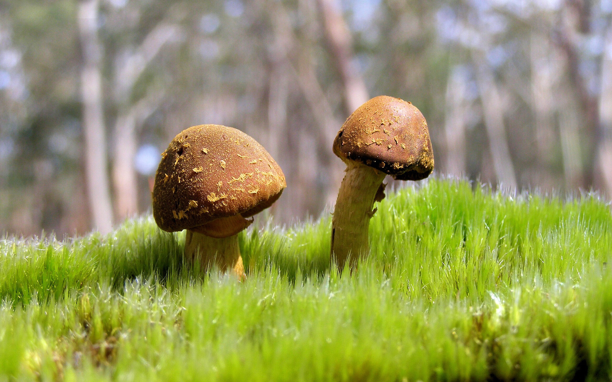 关键先生贝恩救主！山西绝地反击，CBA季后赛格局暗流涌动