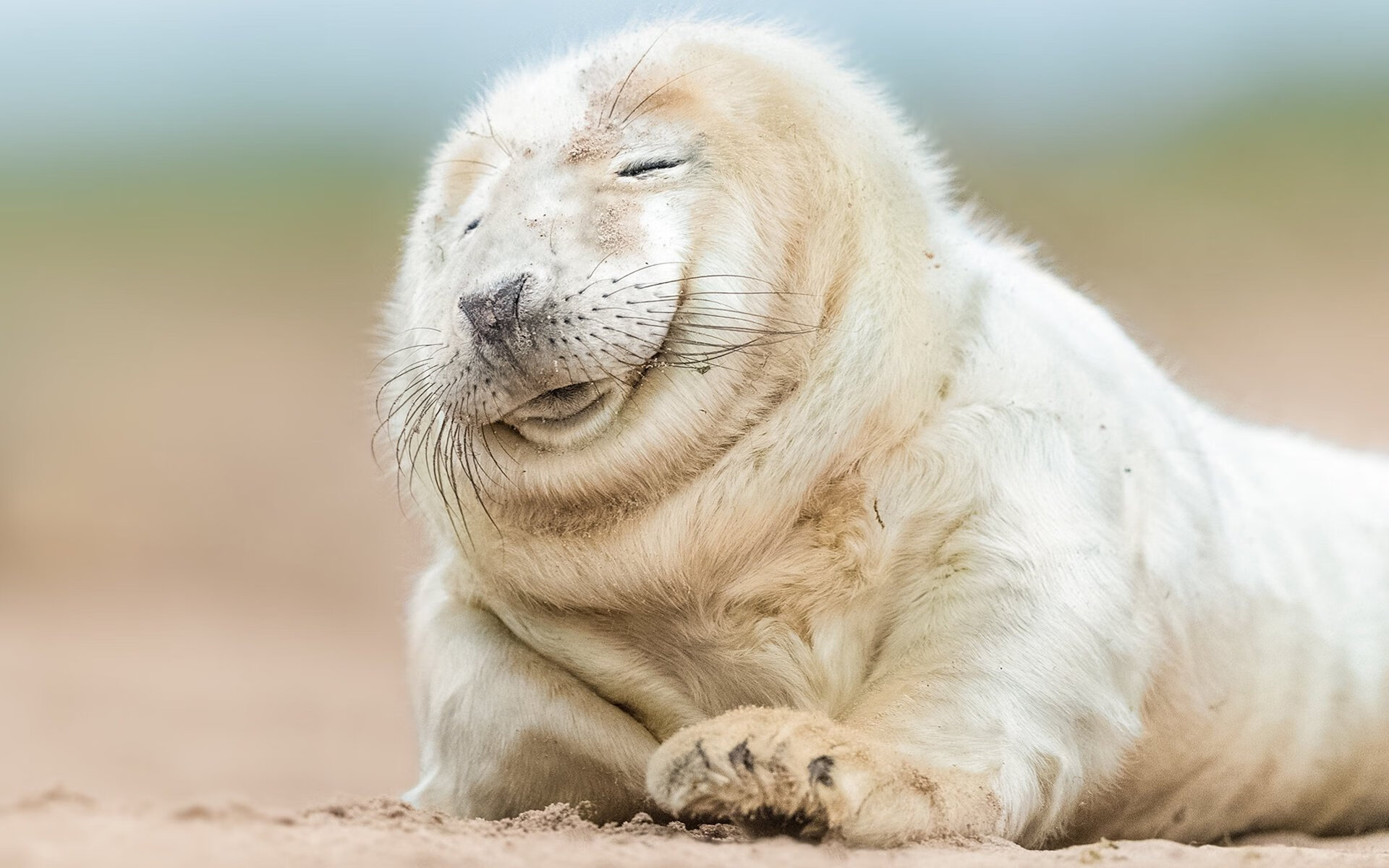 曼城点球大战惊魂晋级，佩德里跨界狂飙上演速度与激情双线奇迹！